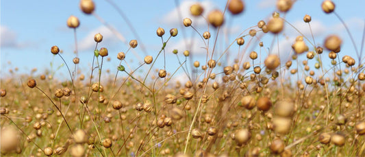 Pellolta kuppiin – esittelyssä kotimainen pellava ja sen toimittaja Linseed Oy