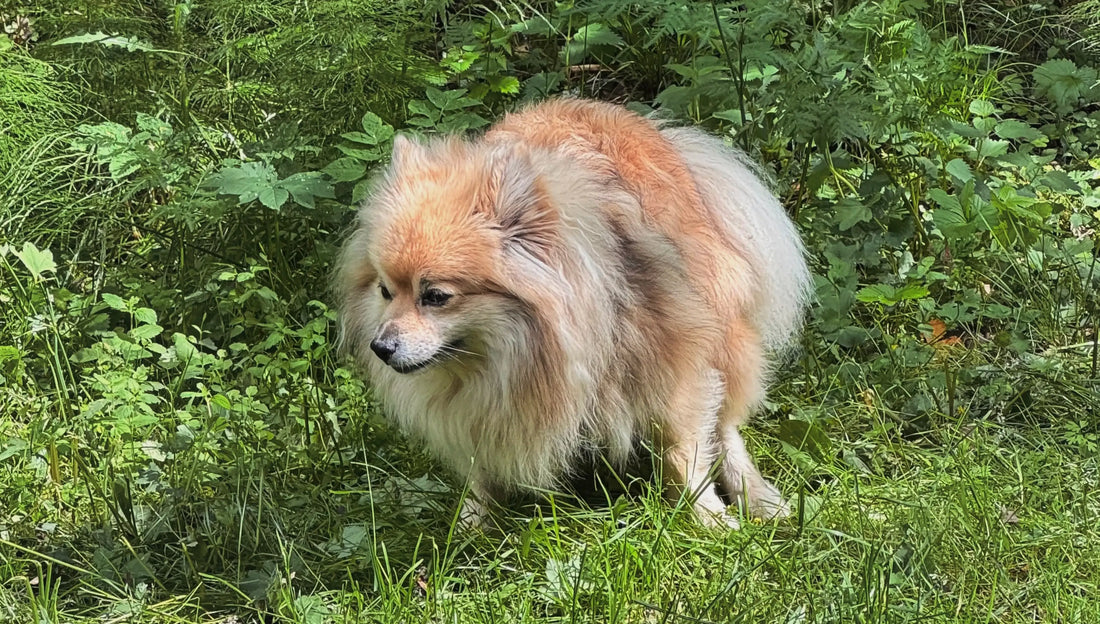 Kakka kertoo koirastasi