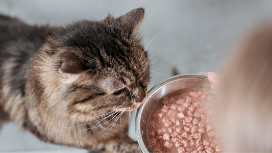 Kissa ruokakupilla haistamassa märkäruokaa.