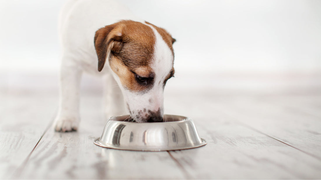 Ruskeavalkoinen pentukoira syö ruokaa metallisesta ruokakupista.