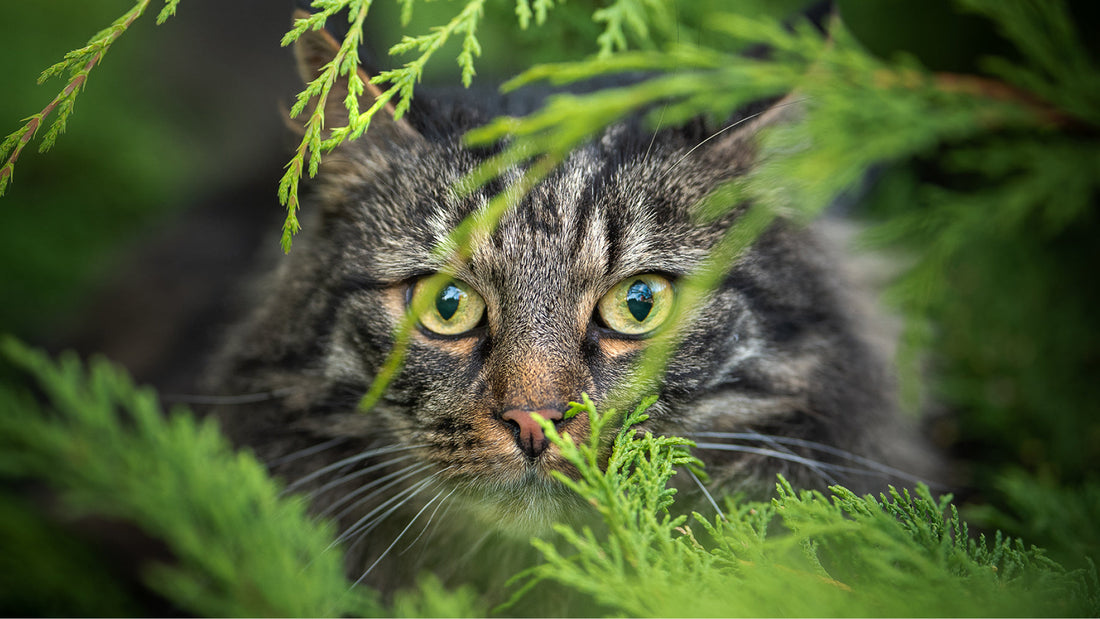 Kissojen silmäsairaudet