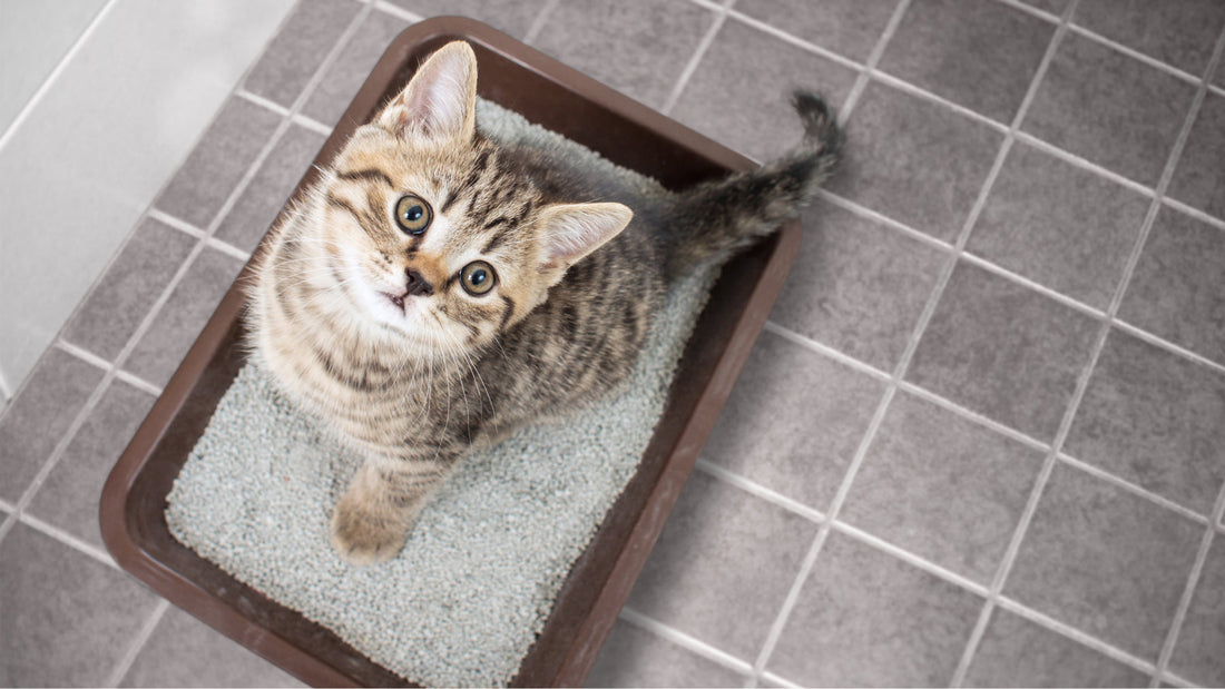 Kissan virtsaamisongelmat