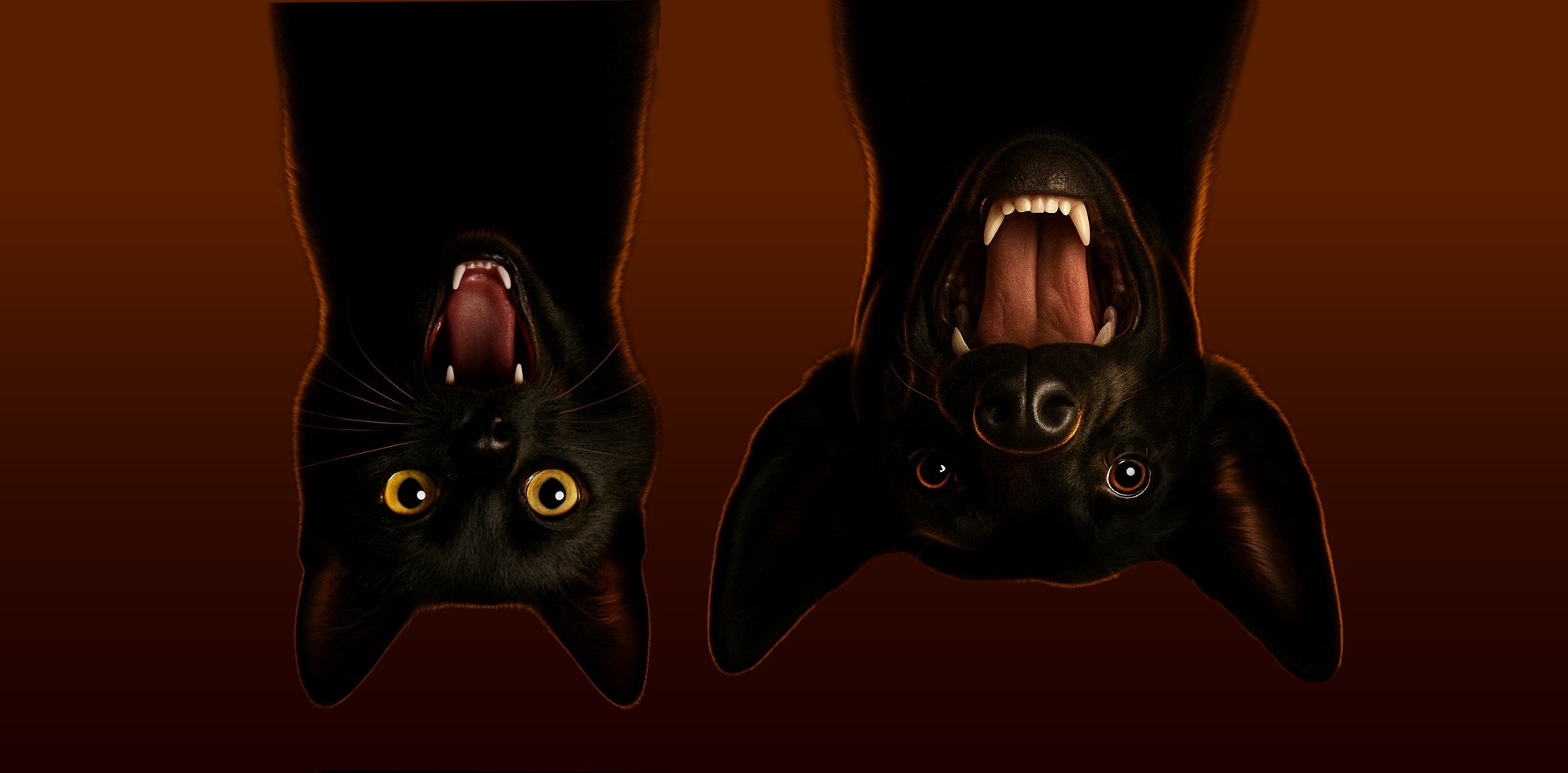 Kissa ja koira lepakkoina