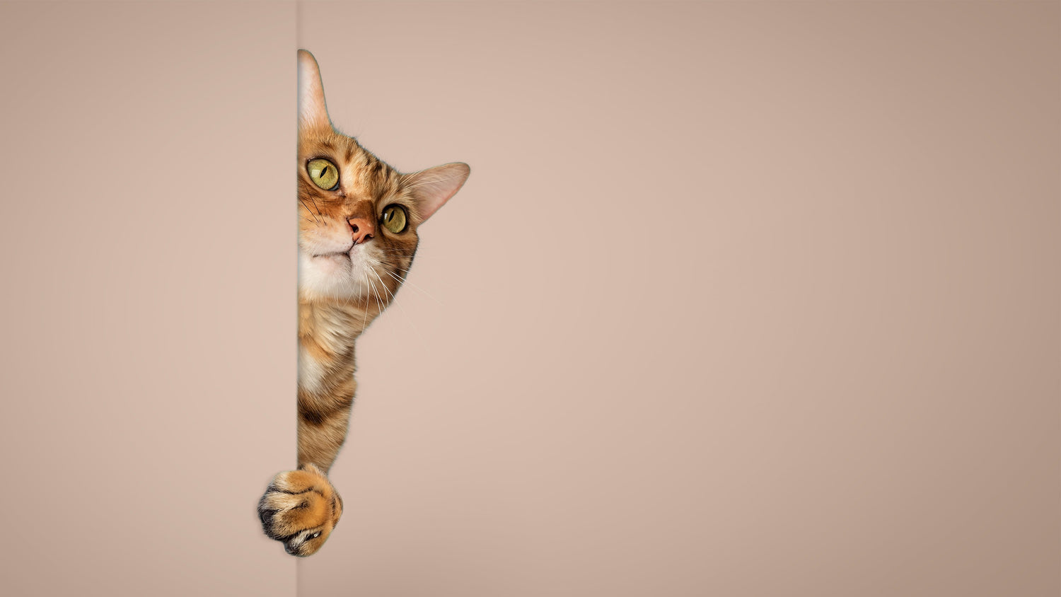 <strong>Kissojen mallihaku on avoinna!</strong>