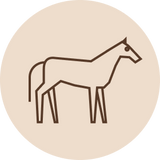 Hevonen