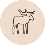 Hirvi
