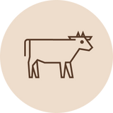 Nauta
