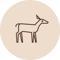 Ikoni: Kotimainen peura