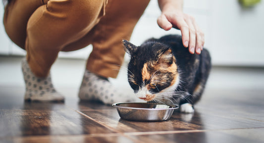 Miten valita paras kissanruoka?