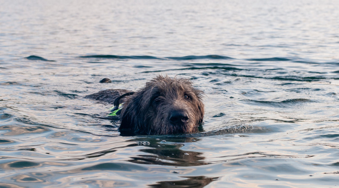 Koirien turvallinen uimaretki