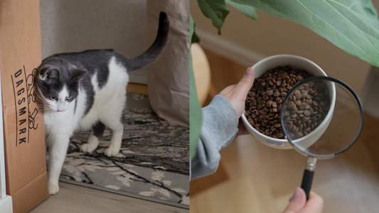 Kissojen ja koirien painonhallinta – miten tukea lemmikin turvallista laihduttamista?