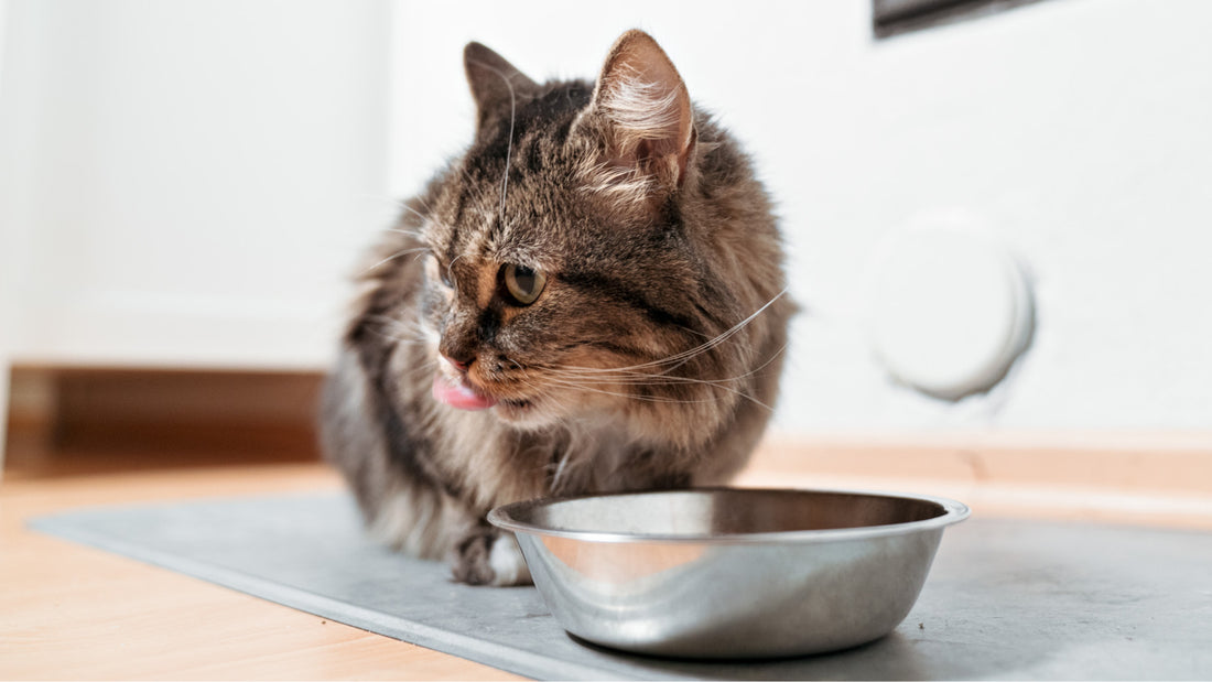 Kissan nirsoilu ja syömättömyys