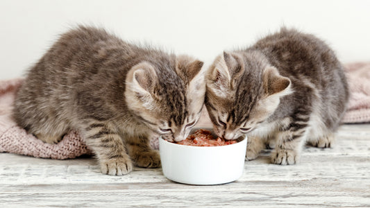 Kissanpennun ruokinta ja syöminen