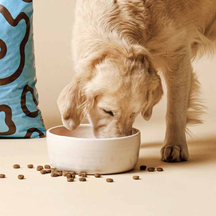 Perinteiset koiranruoat aikuisille koirille