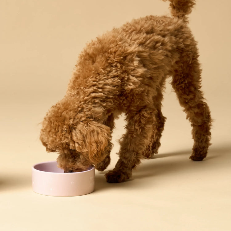 Pakkauskuvassa koirien kuivaruoka oennuille Pentu & Juniori 2 kg ja 10 kg pakkauksissa.