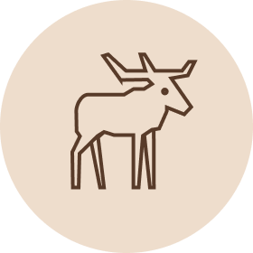 Ikoni: Kotimainen hirvi