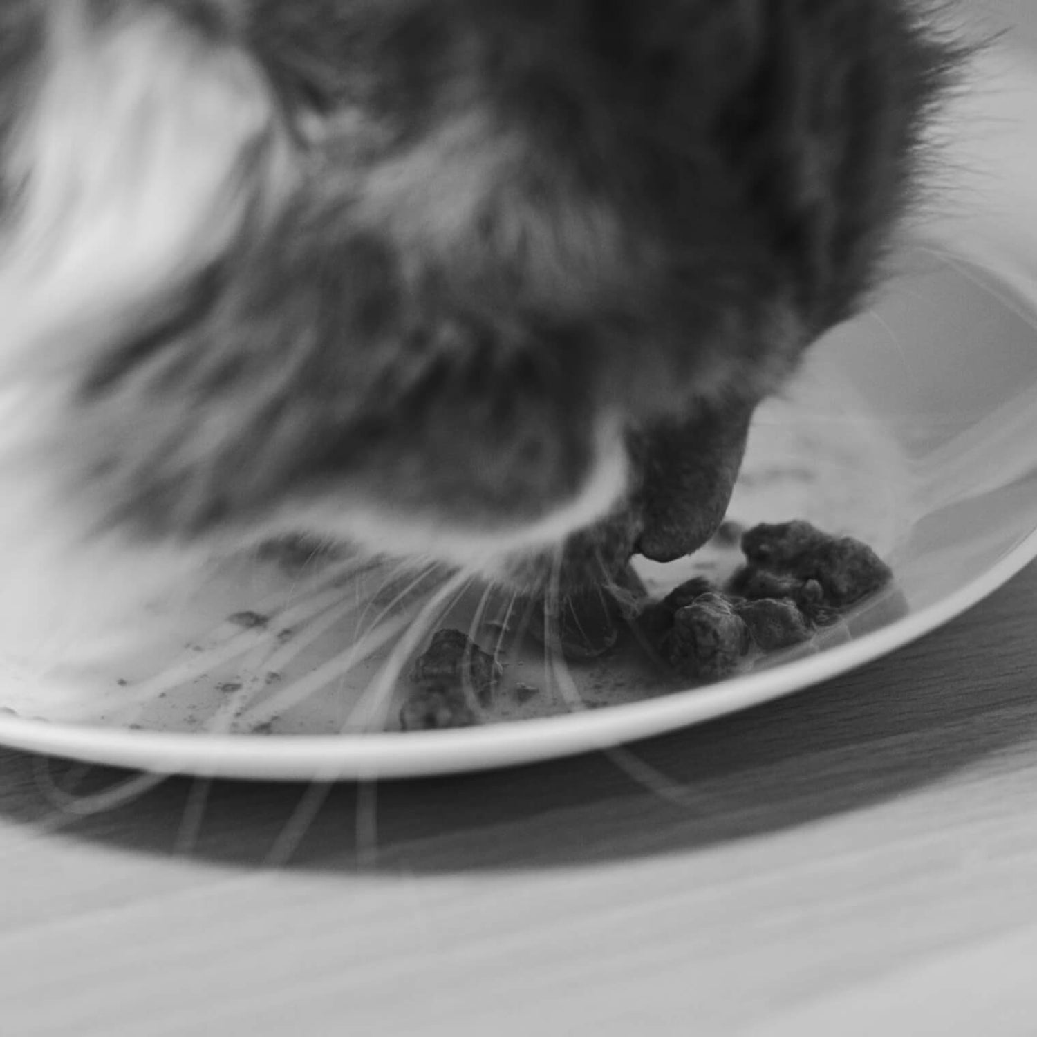 Dagsmark kissan märkäruokaa lautasella