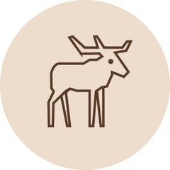 Ikoni: Kotimainen hirvi