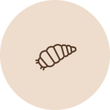 Hyönteinen
