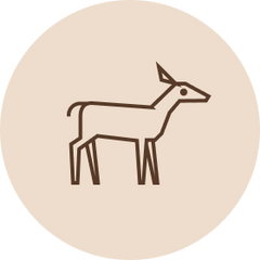 Ikoni: Kotimainen peura