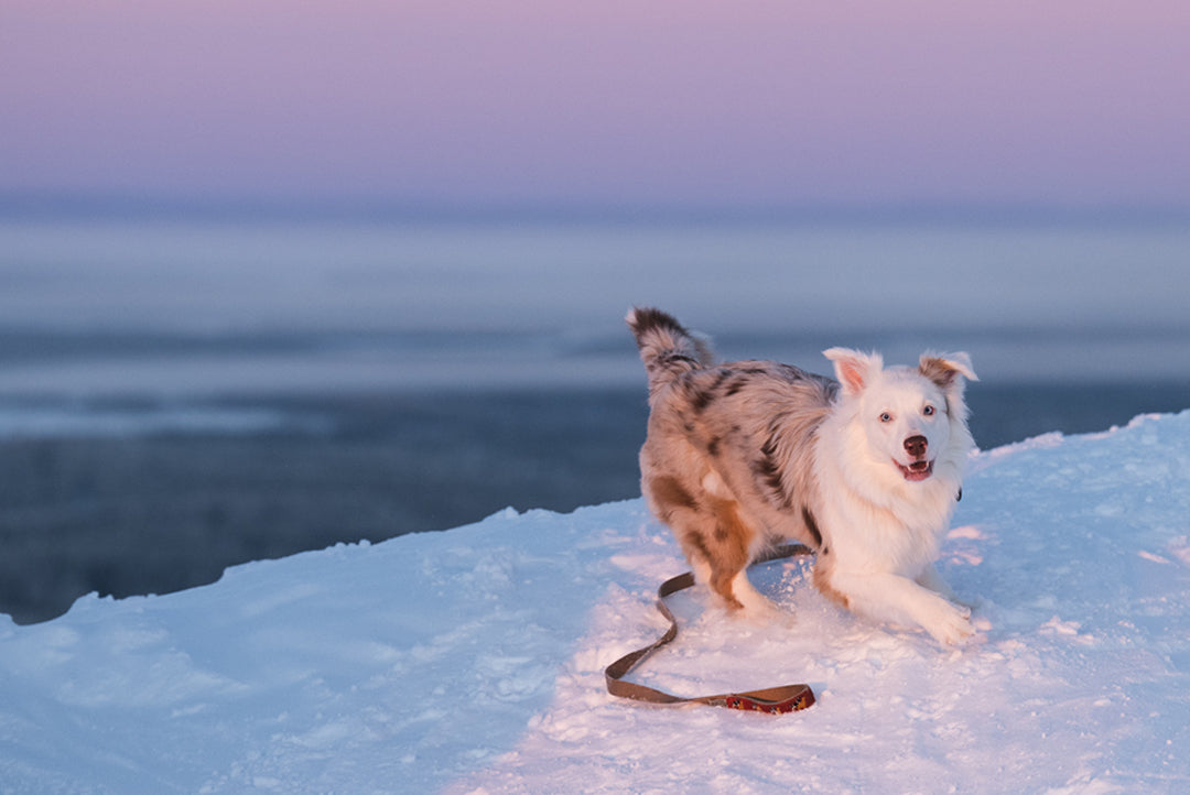 Turvallinen vuodenvaihde lemmikille